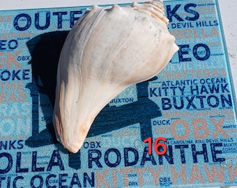 Right-Handed lightning whelk