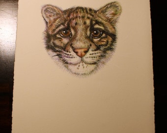 Clouded leopard colored pencil drawing Original endangered one of a kind