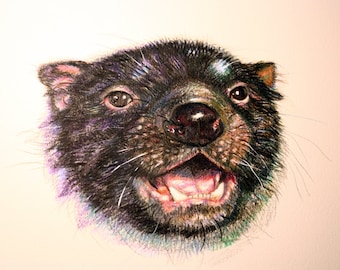 Tazmanian Devil pencil drawing original marsupial OOAK