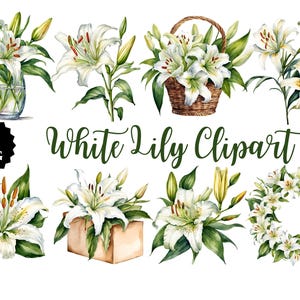 Weiße Lilie Clipart | 20 PNG | Elegante Blumenkunst Transparenter Hintergrund | Digitaler Download