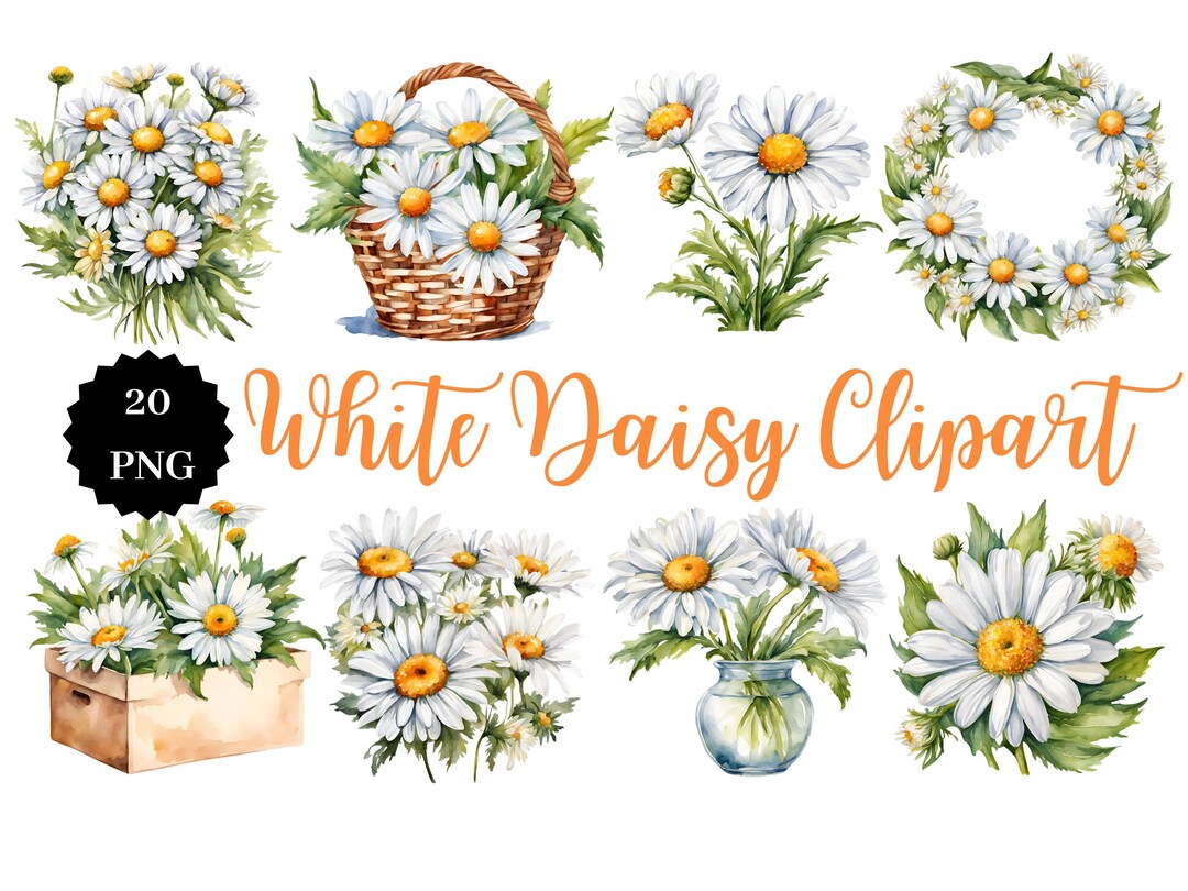 White Daisy Clipart | 20 PNG Images | Transparent Background | Floral ...