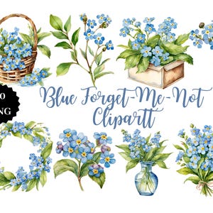 Fleurs de myosotis | 20 images PNG | Fond transparent | Art floral | Téléchargement numérique | PNG botanique