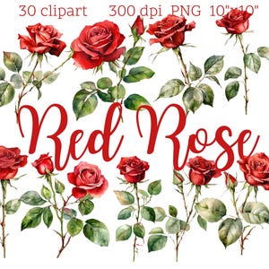 Descarga digital de rosa roja / 30 imágenes prediseñadas PNG / Fondo transparente / Impresión de arte floral / 300 dpi
