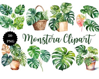 Monstera Clipart | 20 PNG Images | Transparent Background | Tropical Art | Digital Download | Botanical PNG