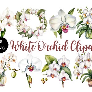 White Orchid Clipart | 25 PNG Images | Transparent Background | Floral Art | Digital Download | Botanical Graphics