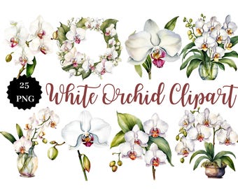 White Orchid Clipart | 25 PNG Images | Transparent Background | Floral Art | Digital Download | Botanical Graphics