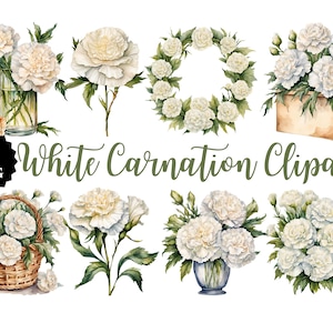 Weiße Nelke Clipart | 25 PNG | Blumen Illustration | Transparenter Hintergrund | Digitaler Download