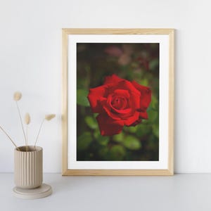 Carta da parati premium Rosa | fiore | Rosa rossa | Natura | Murale | Arte murale | Stampa fotografica