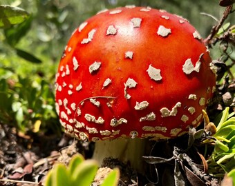 Nature Photography -- Amanita Mushroom 8x10 Fine Art Photograph