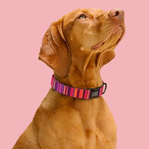K&ouml;nnte beinhalten: Ein brauner Hund, der ein buntes, gestreiftes Hundehalsband mit dem Wort "DAISY" auf der Schnalle tr&auml;gt. Der Hund schaut nach oben und hat einen rosa Hintergrund.