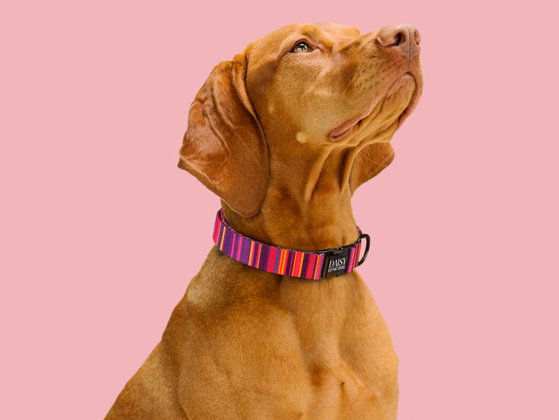K&ouml;nnte beinhalten: Ein brauner Hund, der ein buntes, gestreiftes Hundehalsband mit dem Wort "DAISY" auf der Schnalle tr&auml;gt. Der Hund schaut nach oben und hat einen rosa Hintergrund.