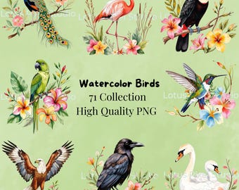 71 Tropical Birds Clipart PNG Bundle |Watercolor Floral Bird Collection |Peacock Toucan Flamingo Swan | Digital Download |Printable Graphics