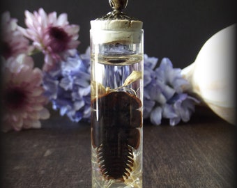 Trilobite Beetlle Pendant