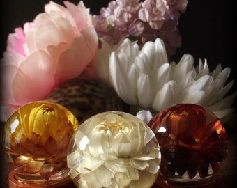 Natural History Display-Strawflower Specimen SP2