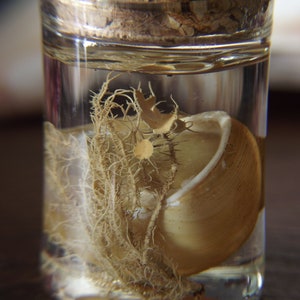 Natural History Display-Shell & Lichen image 3