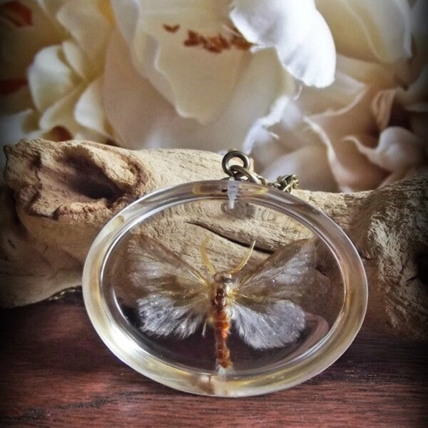 Encapsulated Moth Specimen sp3