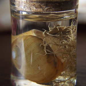 Natural History Display-Shell & Lichen image 4