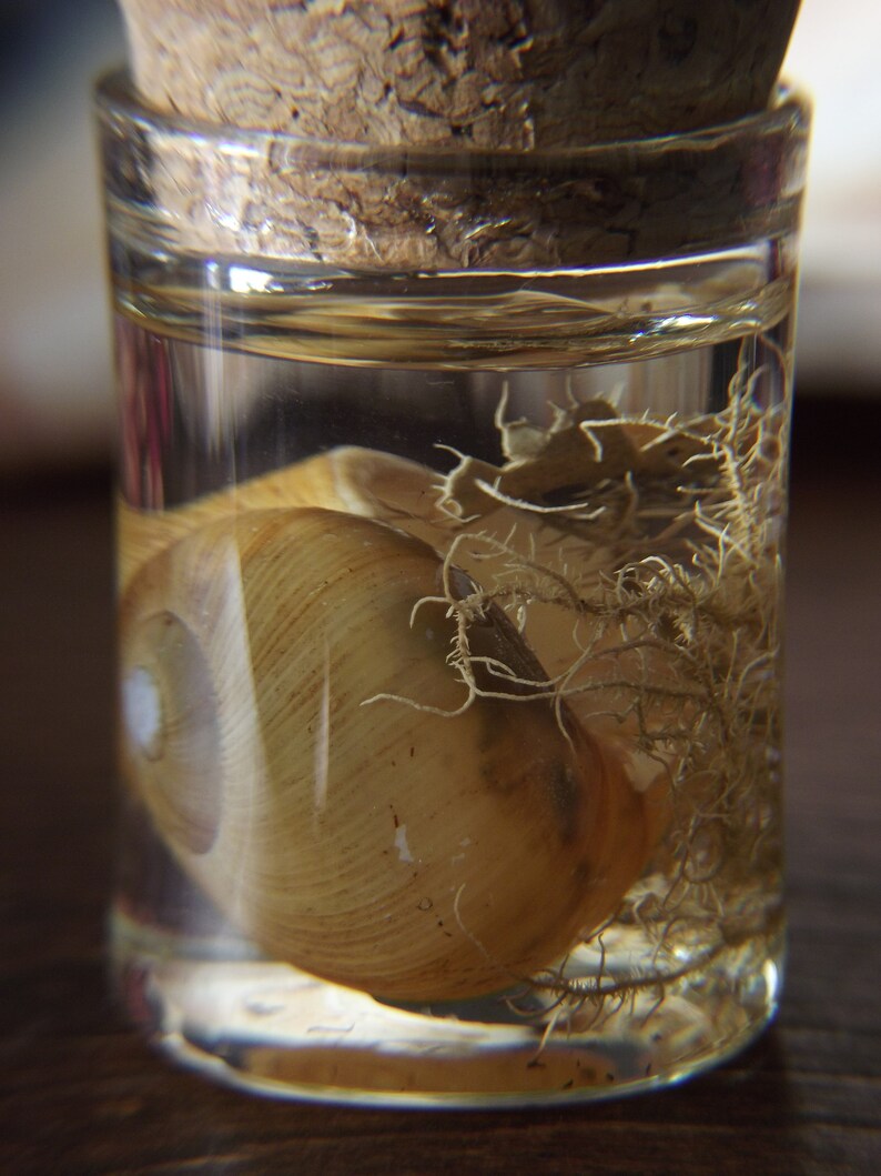 Natural History Display-Shell & Lichen image 4