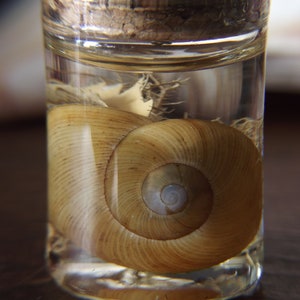 Natural History Display-Shell & Lichen image 2