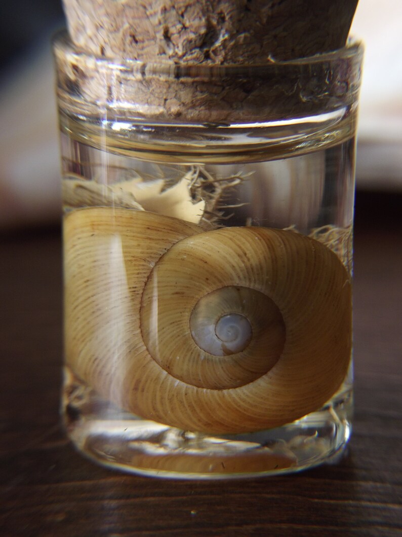 Natural History Display-Shell & Lichen image 2