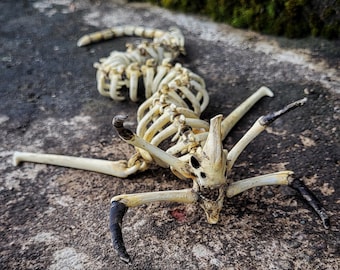 Articulated Reaper Leviathan Skeleton - Subnautica