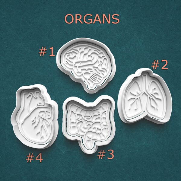 Anatomy Cookie Cutter and Clay Stamp Set ~ Internal Organs ~ Educational Cookies ~ Classroom ~ Doctor Gift Idea ~ Medical Student Gift