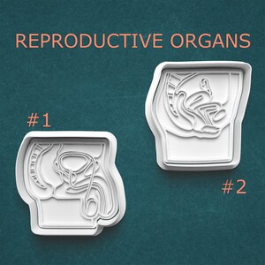 May include: Two white plastic cookie cutters shaped like human reproductive systems. The text "REPRODUCTIVE ORGANS" is above the cutters. The cutters are labeled #1 and #2. The background is a teal color.