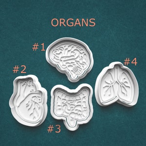 Anatomy Cookie Cutter and Clay Stamp Set ~ Internal Organs ~ Educational Cookies ~ Classroom ~ Doctor Gift Idea ~ Medical Student Gift