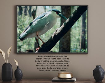 Black-Crowned Night Heron Photo Print: Wildlife Wall Art (Digital Download)