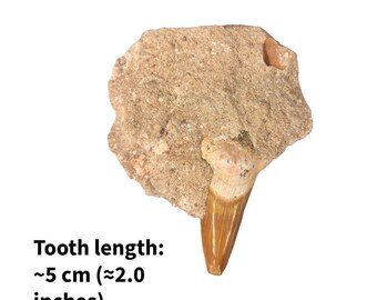 Dents de requin fossiles authentiques dans une matrice rocheuse naturelle - Fossile marin préhistorique