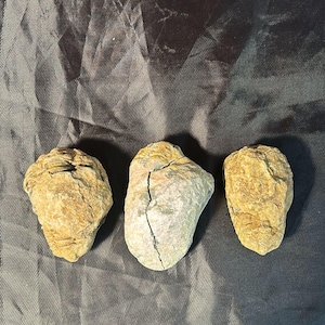 Può includere: Tre trilobiti fossili di colore marrone, grigio e beige. I trilobiti sono su uno sfondo di tessuto grigio scuro.