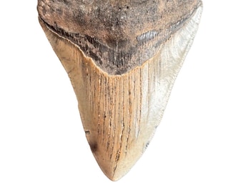 Authentic Megalodon Shark Tooth Fossil – Genuine Fossilized Shark Tooth