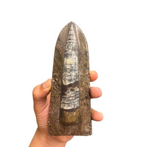 May include: A fossilised nautilus shell in shades of brown and beige, with a pointed top and a rectangular base. The shell features intricate patterns of lines and bands. Held in a hand against a white backdrop.