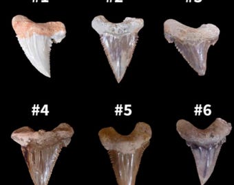 Paleocarcharodon fossile de dent de requin | Requin dentelé éteint | 100 % authentique