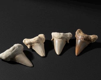 Otodus Shark Teeth Fossil 5-6cm Authentic Rare Prehistoric Morocco Specimen