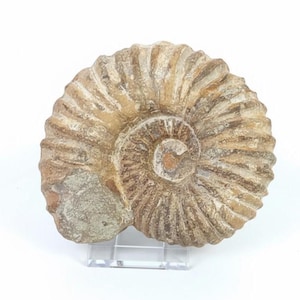 May include: A fossilised ammonite shell, displaying a spiral pattern with visible ridges and a mix of beige and brown tones. The ancient marine invertebrate is displayed on a clear acrylic stand, set against a white background.