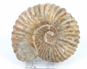 May include: A fossilized ammonite shell, showcasing a spiral pattern with visible ridges and a mix of beige and brown tones. The ancient marine invertebrate is displayed on a clear acrylic stand, set against a white background.