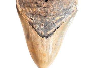 Authentic Megalodon Shark Tooth Fossil – Genuine Fossilized Shark Tooth