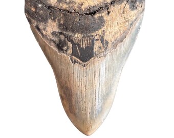 Authentic Megalodon Shark Tooth Fossil – Genuine Fossilized Shark Tooth