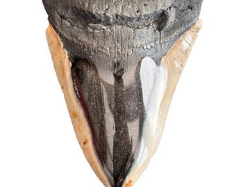 Authentic Megalodon Shark Tooth Fossil – Genuine Fossilized Shark Tooth