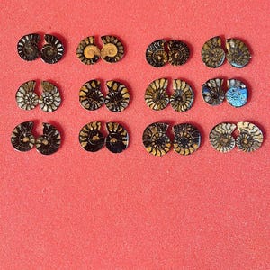 May include: Twelve pairs of fossilised ammonites, each pair joined together, arranged in four rows of three pairs. The ammonites are black with gold and white markings on a red background.
