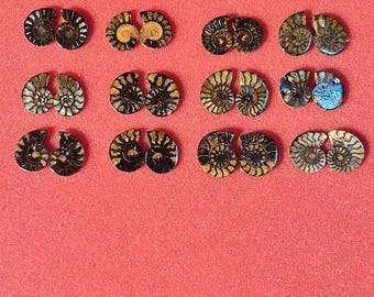 1 Natural Pair Ammonite Polished With Pyrite Fossil 1-2cm, From Morocco, Grade A
