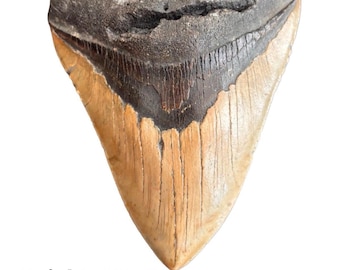 Authentic Megalodon Shark Tooth Fossil – Genuine Fossilized Shark Tooth