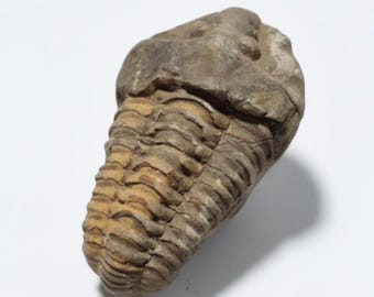 Authentic Diacalymene Trilobite Fossil (7-8cm): Genuine Moroccan Collectible