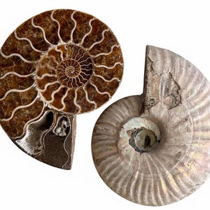 May include: Two fossilised ammonite shells. One is a rich brown colour with white accent lines, displaying the intricate spiral pattern. The other shell is a lighter, greyish-brown, with a visible cross-section, revealing the internal structure.