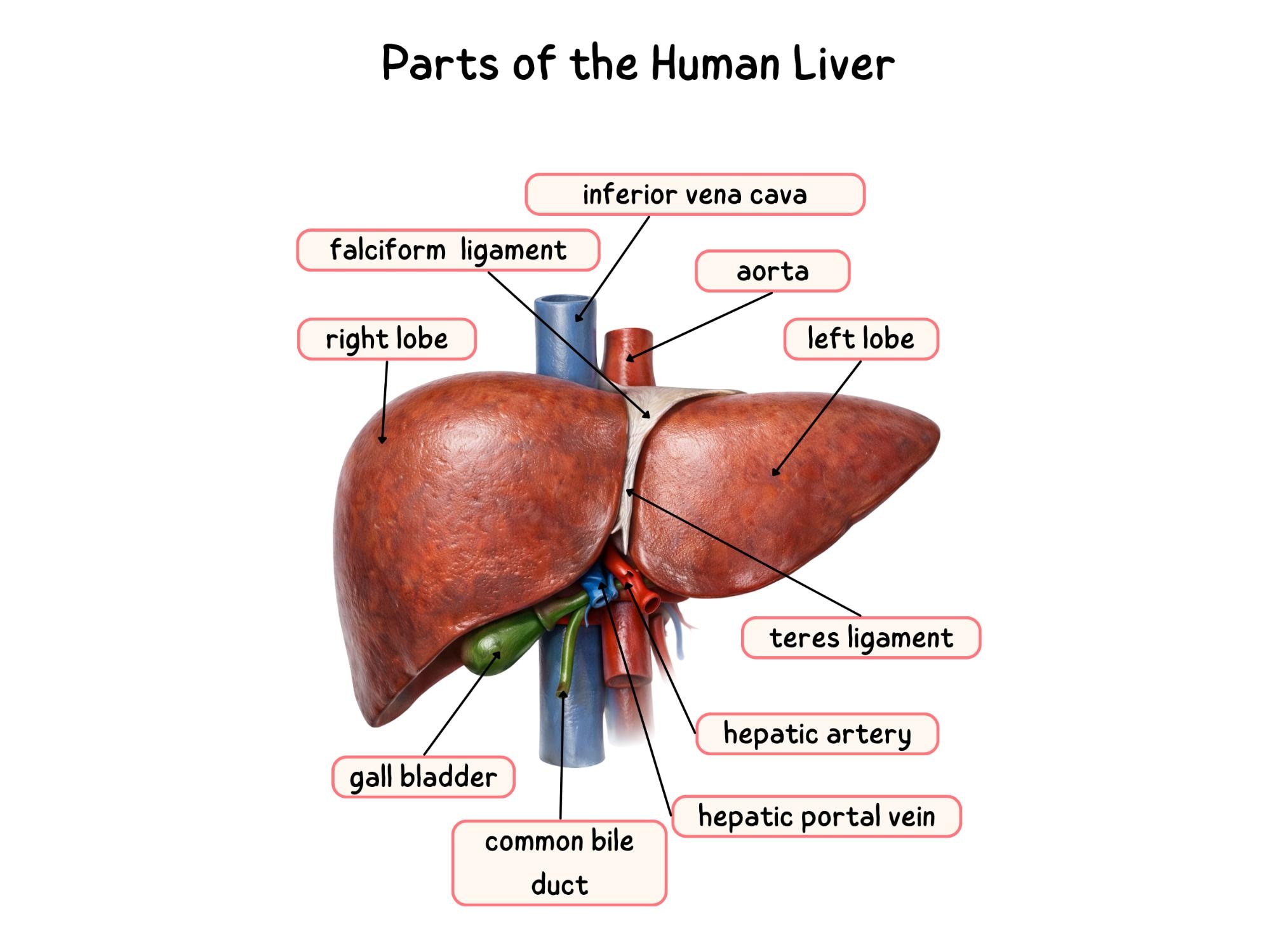 Liver Diagram - Etsy, image size:2000x1500