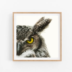 Horned Owl, Owl Print, Nature Photography, Bird Wall Art, Minimalist Nature Print, Bird Print, Bird Lover Gift, Animal Print