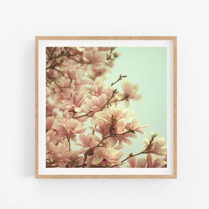 Magnolia Tree Photo, Nature Photography, Flower Photography Print, Pink, Botanical Print, Square Floral Print, Fine Art Photography