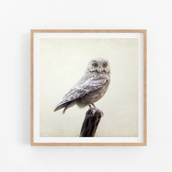 Owl Print, Nature Photography, Farmhouse Decor, Beige Wall Art, Modern Rustic Decor, 8x8 12x12 16x16 Square Print