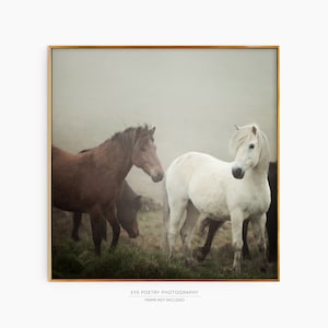 Horse Photography Print, Iceland Nature Photography, 8x8 to 20x20 Fine Art Print, Fine Art Photography, Wall Art, Home Decor